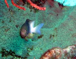 damselattackfish