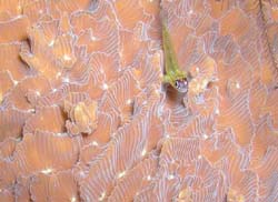 goby-on-coral