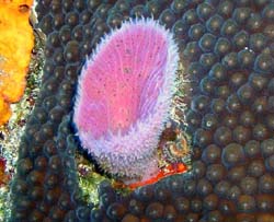 sponge-on-coral