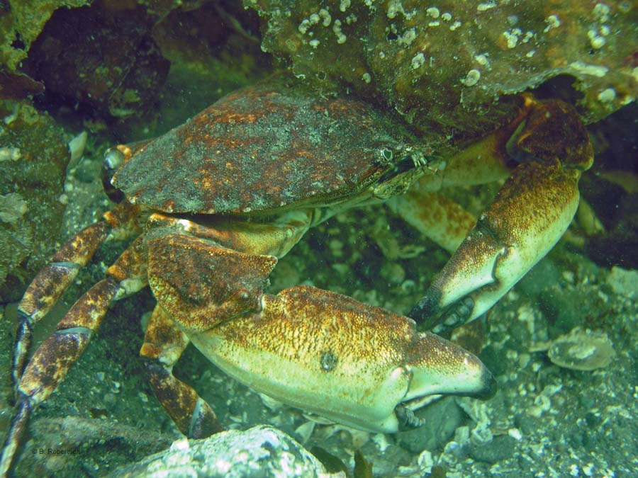 crab-noflash-enhanced