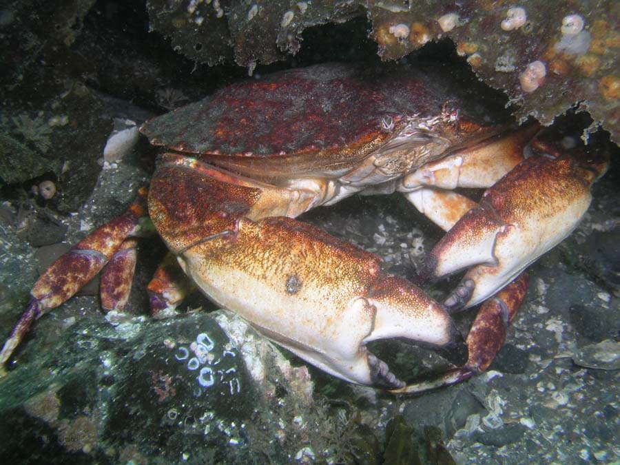 crab-withflash