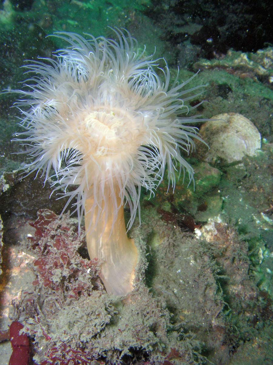 plumose-anemone