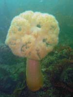 giant-plumose-anemone